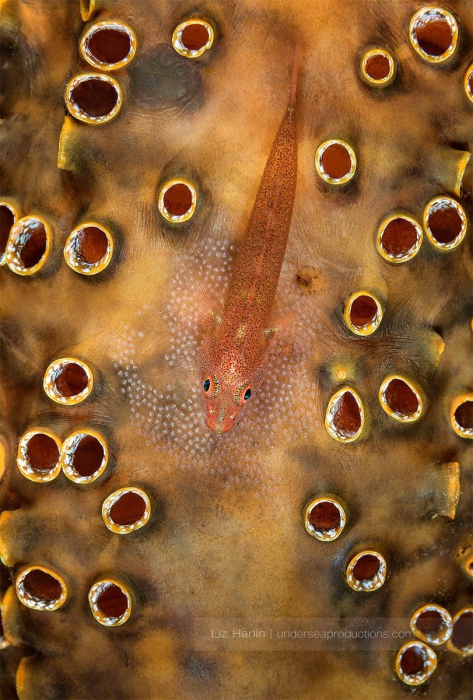 Underwater macro photograph of a 1” Ghost-goby. This tiny fish sits atop and defends her small clutch of eggs. She laid the eggs among the siphons of a tunicate. The tunicate’s skin is toxic, which deters any passing predators.