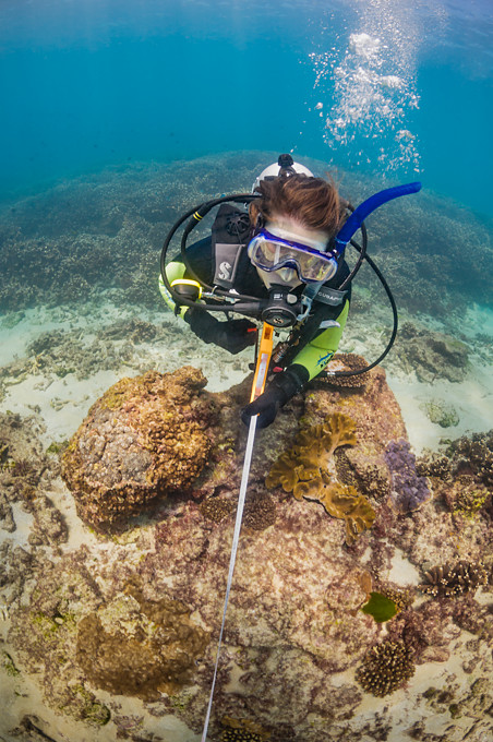 Underwater photograph of a female scuba diver scientist using a tape measure to measure and do transects of a coral reef in Moreton Bay, Brisbane, Queensland, Australia