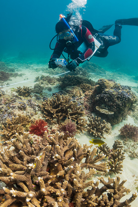Underwater photo of a scuba diving science researcher taking photographs of a hard coral reef in Moreton Bay, Queensland, Australia