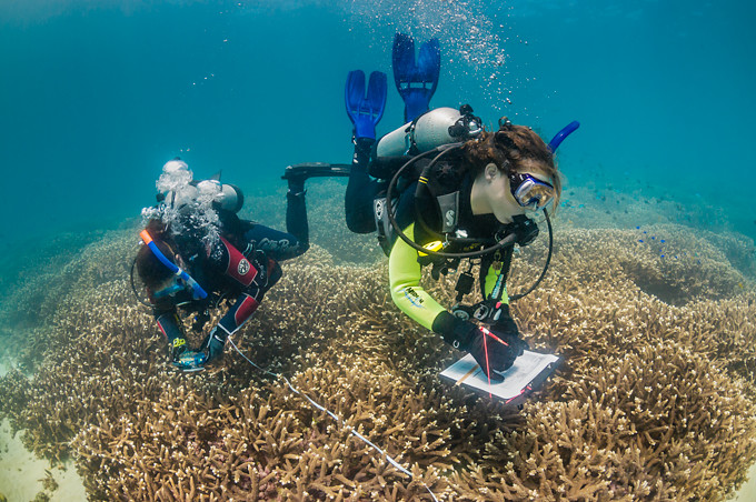 Underwater photo of two scuba diver scientists surveying a hard coral reef in Moreton Bay, Queensland, Australia