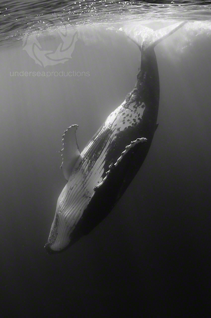 Underwater black-and-white photograph of a female humpback whale, head down, tail splashing the water's surface, in Tonga.