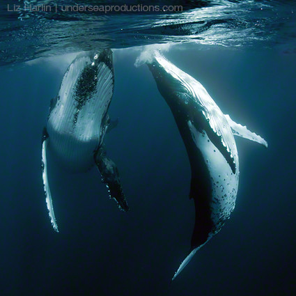 Pair of humpback whales underwater