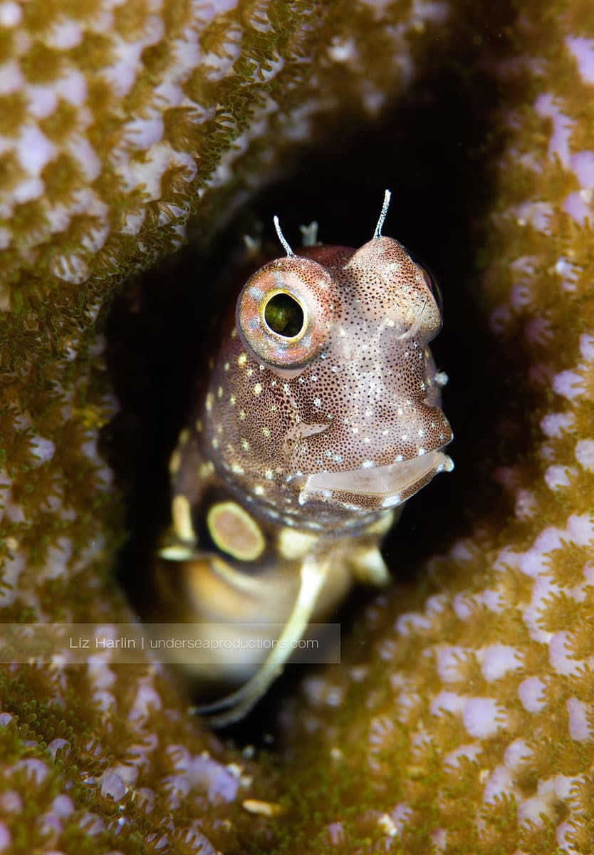 Underwater photo of a very cute Segmented Blenny (Salarias segmentatus), peeking out of its home—a small hole in the hard coral surface. Solomon Islands.