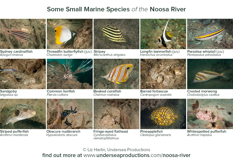 photos of underwater animals (fish and invertebrates) living in the Noosa River